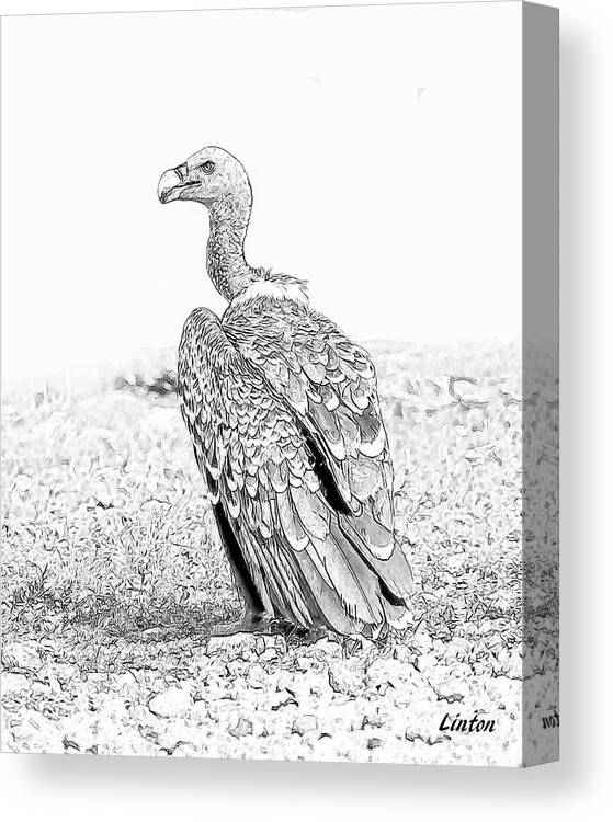African Wildlife Sketch Canvas Print featuring the digital art Griffon Vulture by Larry Linton