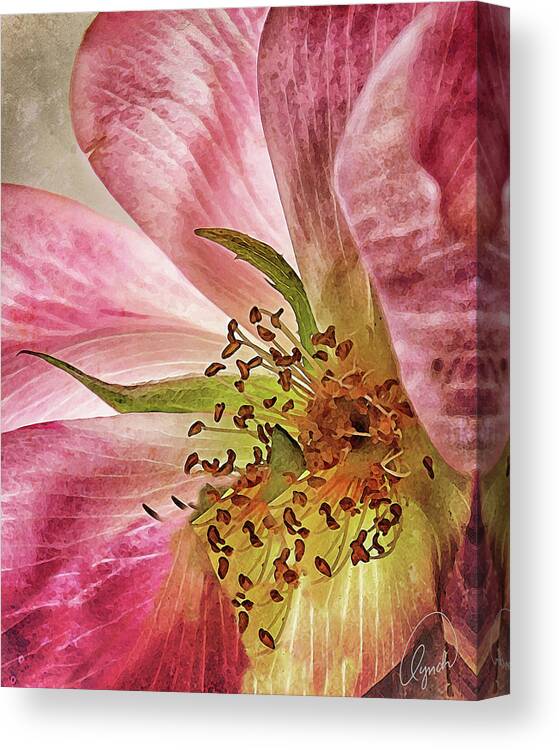 Flower Canvas Print featuring the photograph Gypsy Rose by Karen Lynch