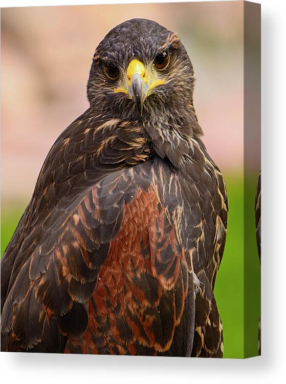 Mark Myhaver Photography Canvas Print featuring the photograph Harris's Hawk 24908 by Mark Myhaver