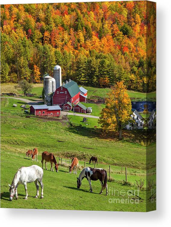 Autumn Canvas Print featuring the photograph Horses Grazing in Autumn by Brian Jannsen