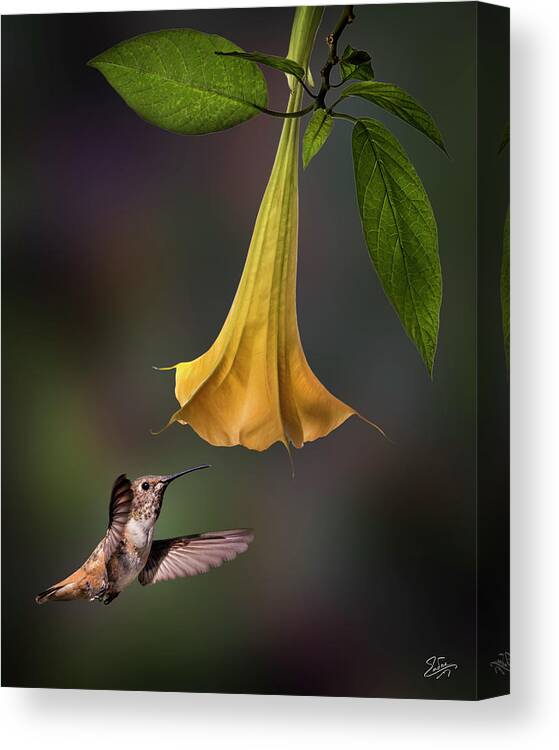 Hummingbird Canvas Print featuring the photograph Hummingbird and Angel Trumpet by Endre Balogh