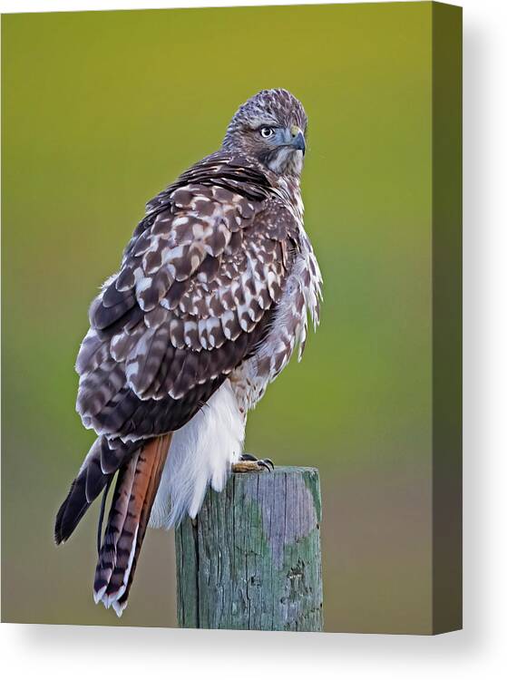 Raptor Canvas Print featuring the photograph Intensity by Jim E Johnson