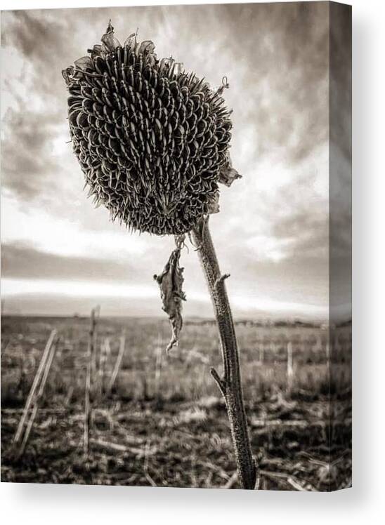 Iphonography Canvas Print featuring the photograph iPhonography Sunflower 2 by Julie Powell