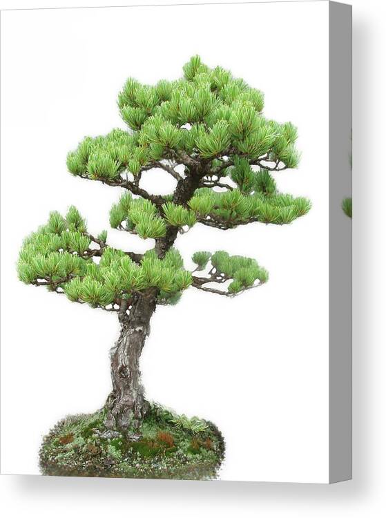 Bonsai Canvas Print featuring the photograph Japanese White Pine Bonsai by Allen Nice-Webb
