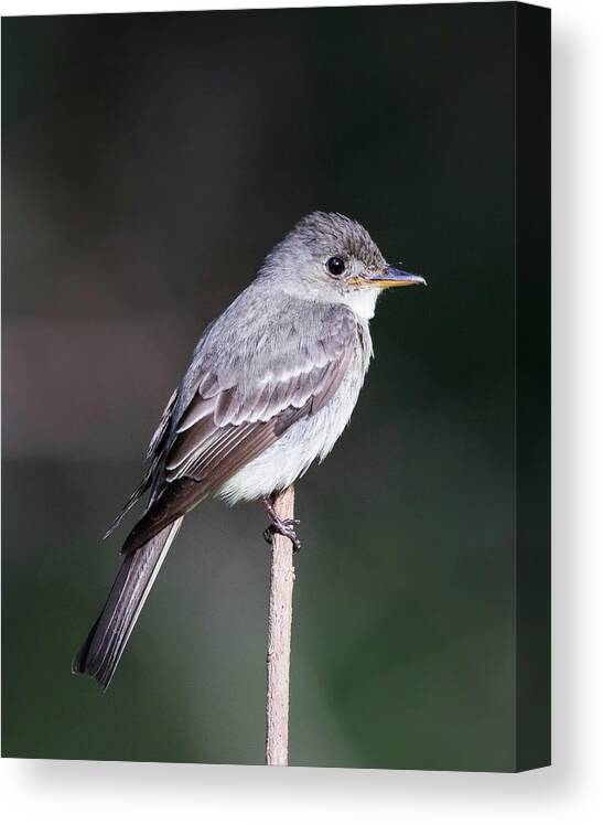  Canvas Print featuring the photograph Eastern Kingbird by Jim Miller