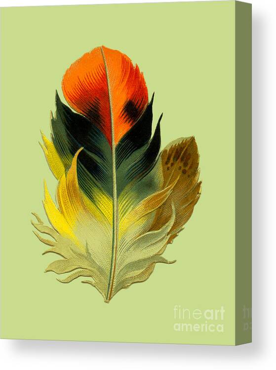Feather Canvas Print featuring the digital art La Plume by Madame Memento