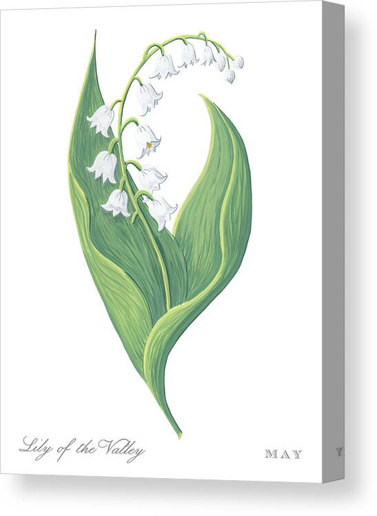 Lily Flowers Floral SINGLE CANVAS WALL ART Picture Print VA 