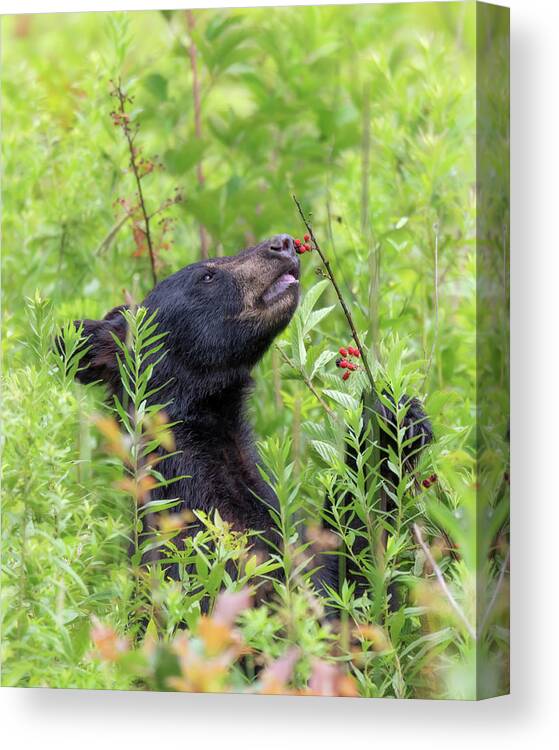 Black Bear Canvas Print featuring the photograph Little Berry Eater - Black Bear Yearling by Susan Rissi Tregoning