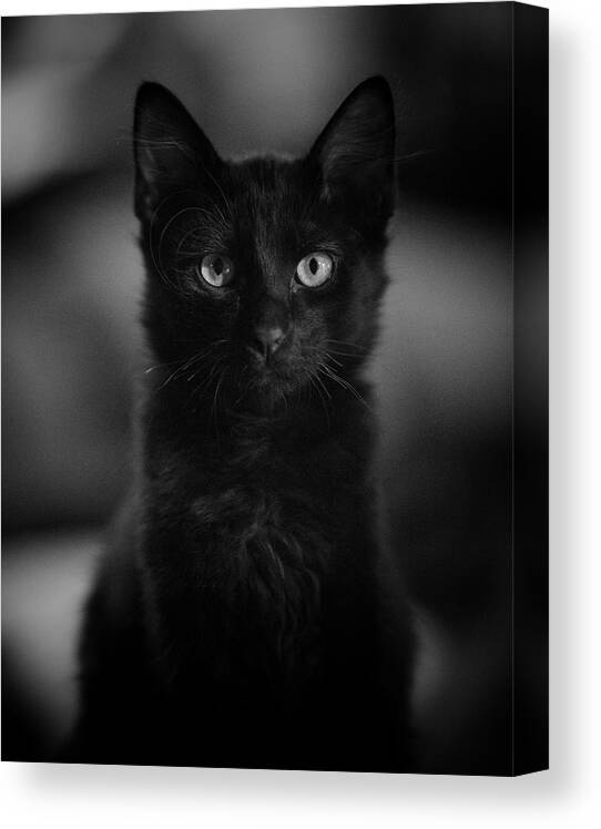 Cat Canvas Print featuring the photograph Loki by DArcy Evans