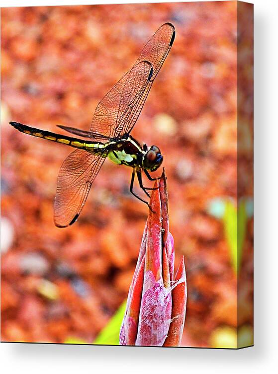Dragonfly Canvas Print featuring the photograph Lovely Dragonfly by Bill Barber