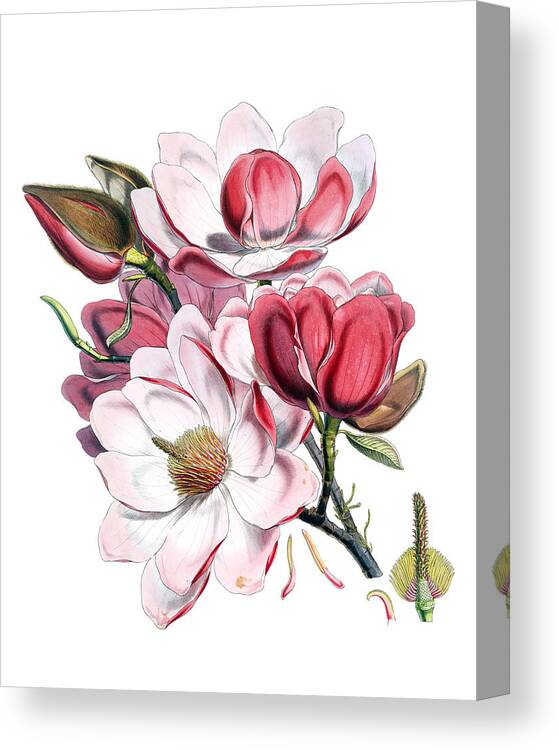 Magnolia Canvas Print featuring the digital art Magnolia by Madame Memento