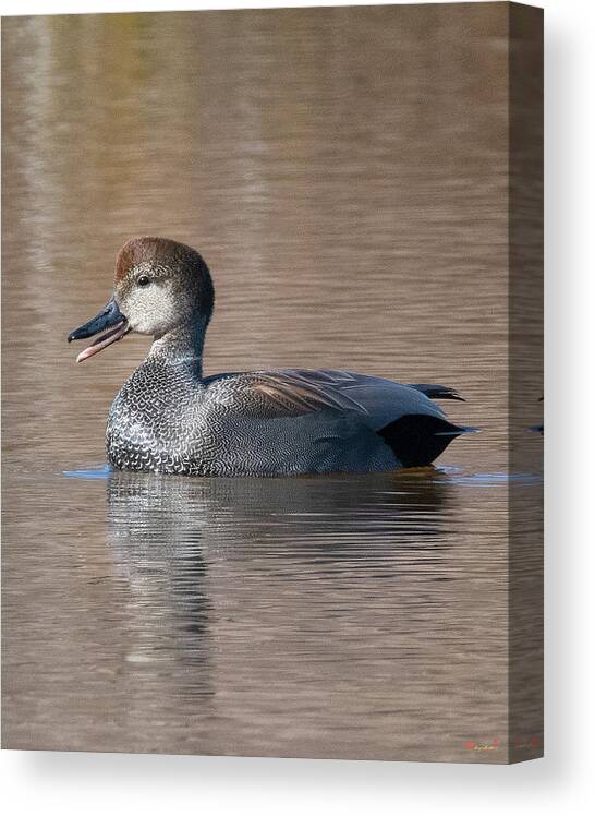 Nature Canvas Print featuring the photograph Male Common Gadwall DWF0226 by Gerry Gantt