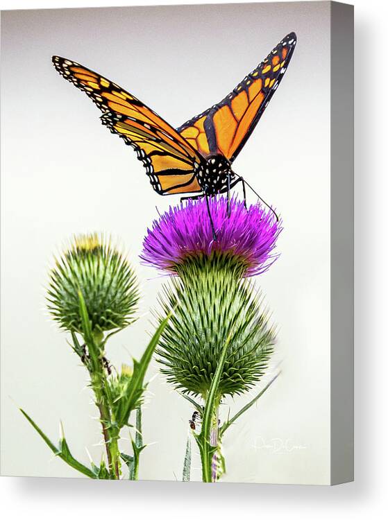 Butterfly Canvas Print featuring the photograph Monarch on Thistle #1 by Pam DeCamp