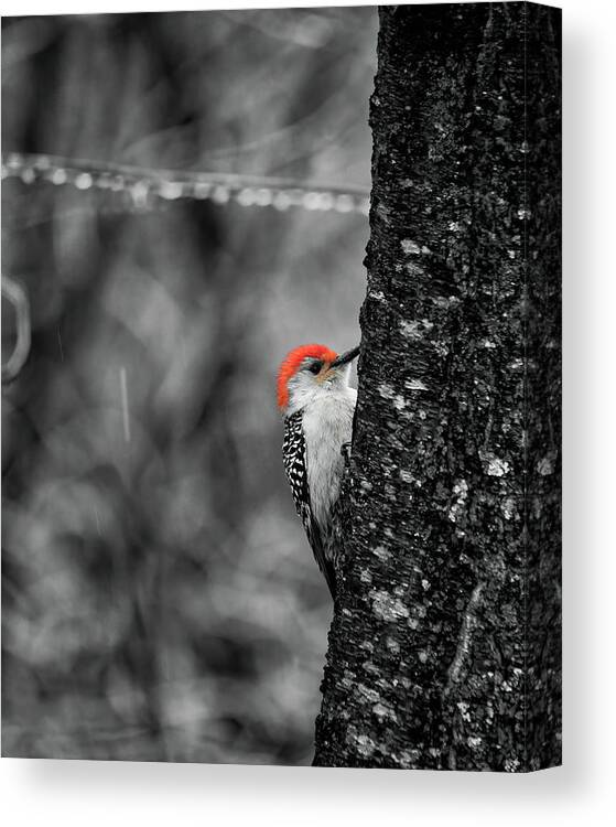 Red-bellied Canvas Print featuring the photograph Monochrome Male Woodpecker With Red Color Splash by Charles Floyd