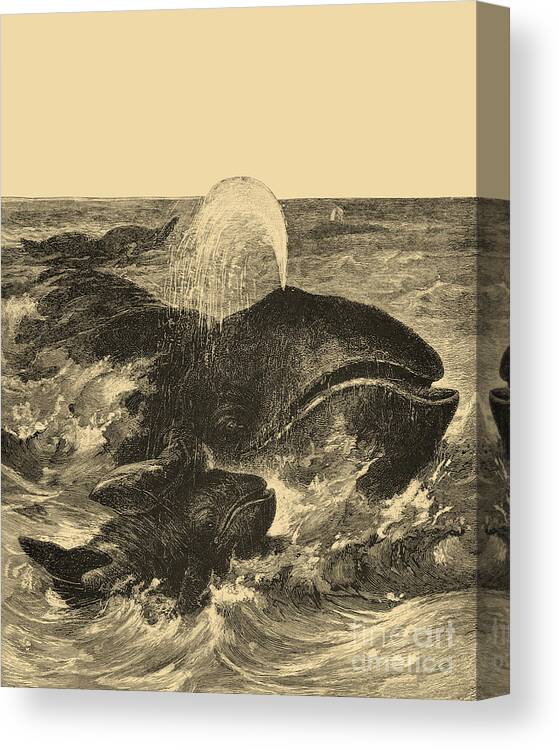 Whale Canvas Print featuring the digital art Mother and Baby Whale by Madame Memento