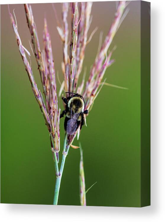 Animals Canvas Print featuring the photograph Nature Photography - Bee by Amelia Pearn