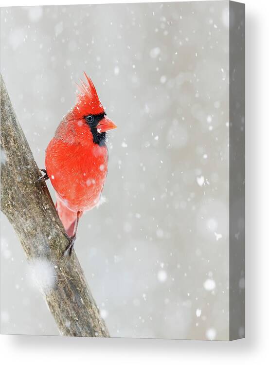 Winter Canvas Print featuring the photograph Northern Cardinal by Mango Art