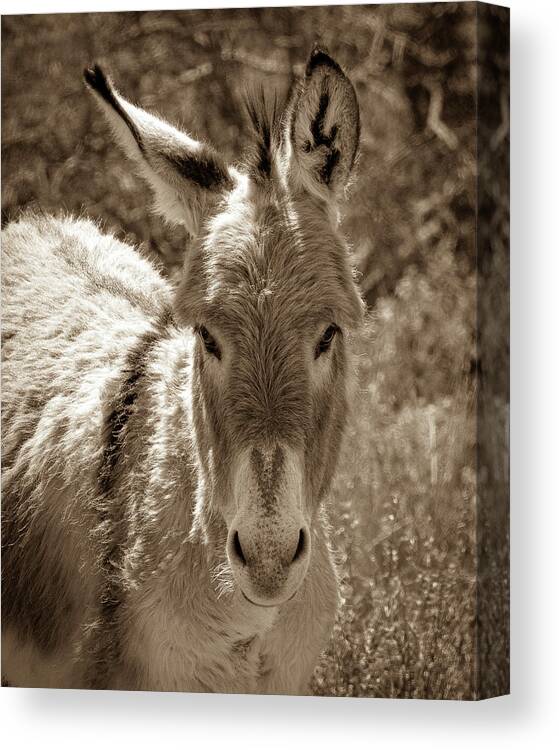 Burros Canvas Print featuring the photograph Nose Heart by Mary Hone