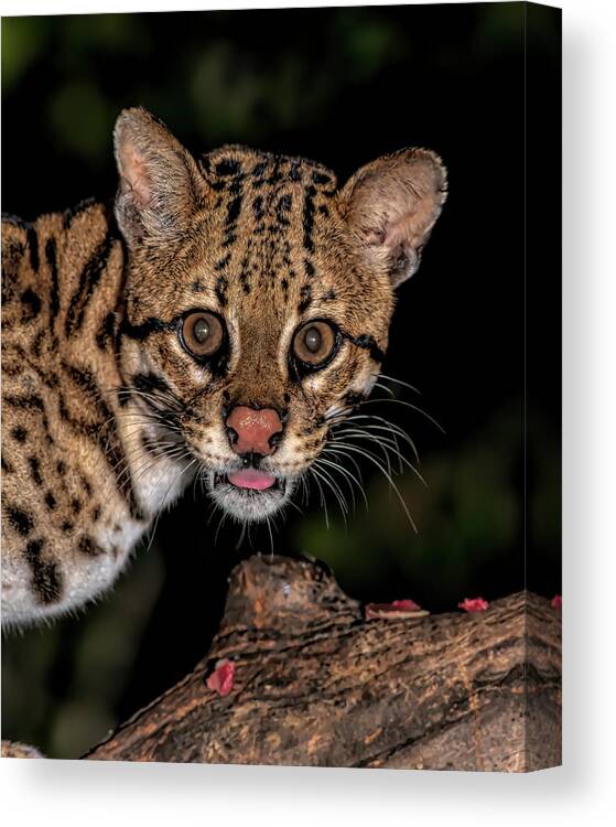 Ocelot Canvas Print featuring the photograph Ocelot Looking at You by Wade Aiken