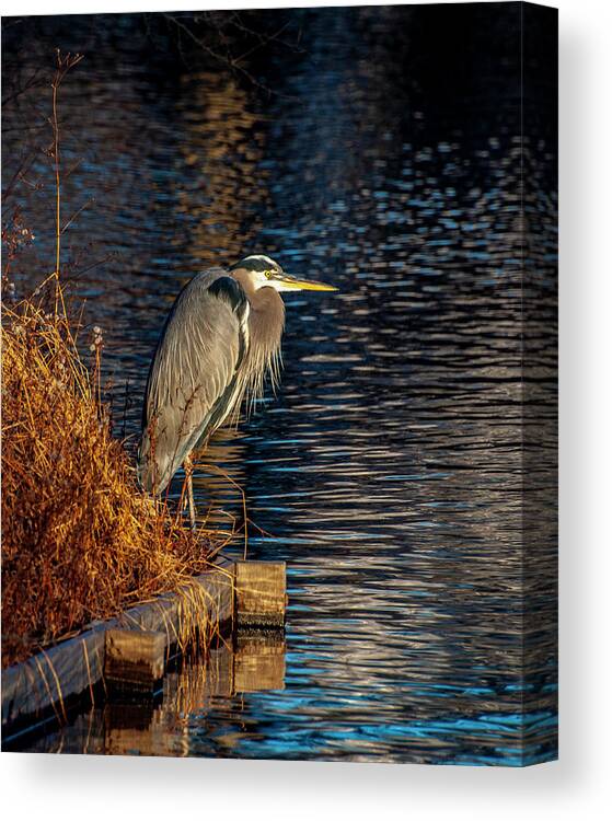 Bird Canvas Print featuring the photograph Old Blue by Cathy Kovarik