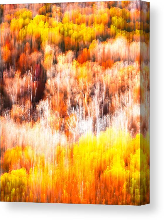Tree Canvas Print featuring the photograph Optical Fiber Fall Foliage by Tom Gehrke