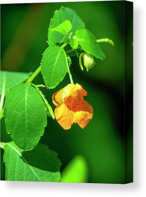 Balsam Family Canvas Print featuring the photograph Orange Jewelweed DFL1221 by Gerry Gantt
