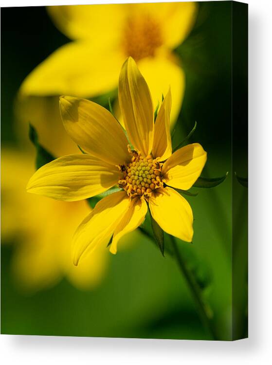 Sunflower Canvas Print featuring the photograph Packing Sunflower by Linda Bonaccorsi
