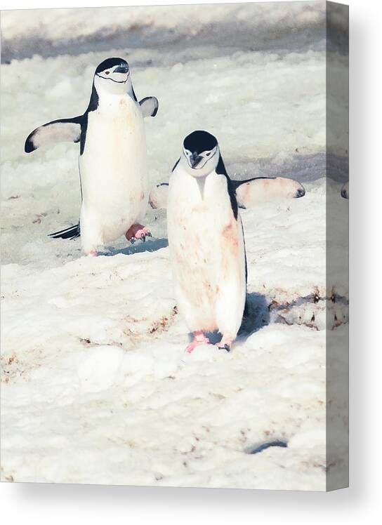 03feb20 Canvas Print featuring the photograph Palaver Point Welcoming Party Pair by Jeff at JSJ Photography