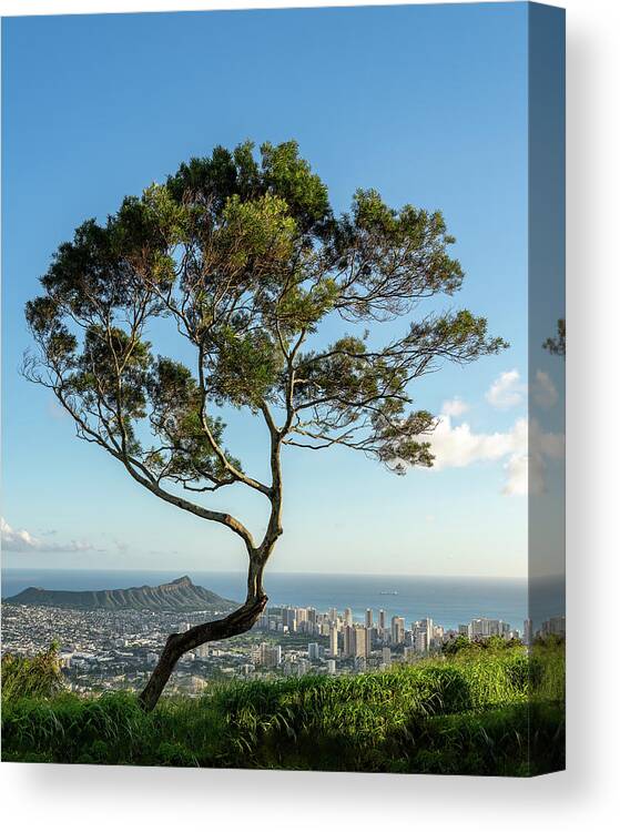 Aerial Canvas Print featuring the photograph Panorama of Waikiki and Honolulu with large tree by Steven Heap