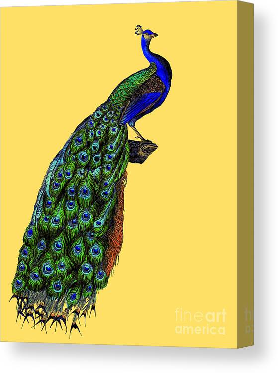 Peacock Canvas Print featuring the digital art Peafowl by Madame Memento