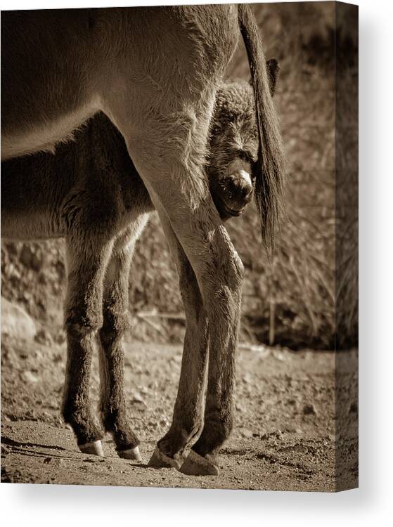 Wild Burros Canvas Print featuring the photograph Peeking Around Mom by Mary Hone