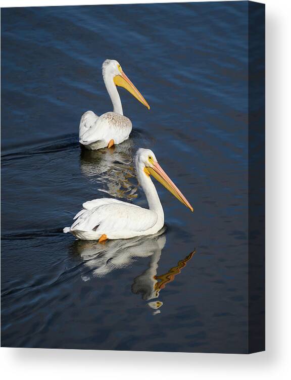 Bird Canvas Print featuring the photograph Pelican Reflection by Grant Twiss