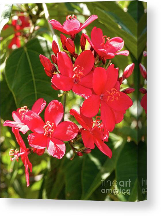 Pretty Canvas Print featuring the photograph Peregrina Profusion by John Clark