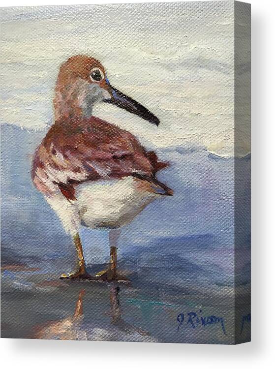 Sandpiper Canvas Print featuring the painting Peter Piper by Judy Rixom