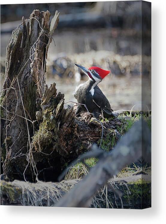 Bird Canvas Print featuring the photograph Pileated Woodpecker Feeding by Flinn Hackett