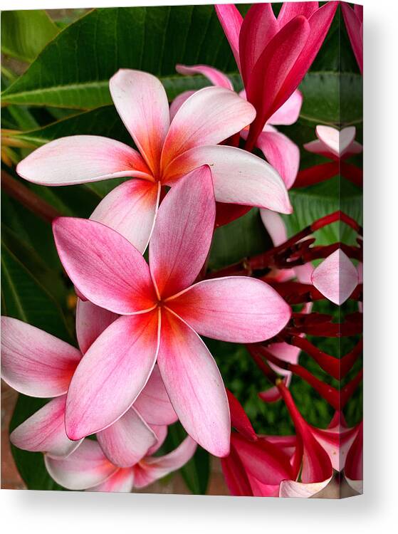 Plumeria Canvas Print featuring the photograph Pink And Red Plumeria by Brian Eberly