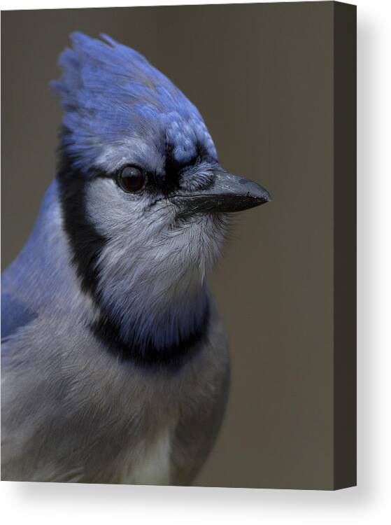 Blue Jay Canvas Print featuring the photograph Portrait of a Bluejay by Timothy McIntyre