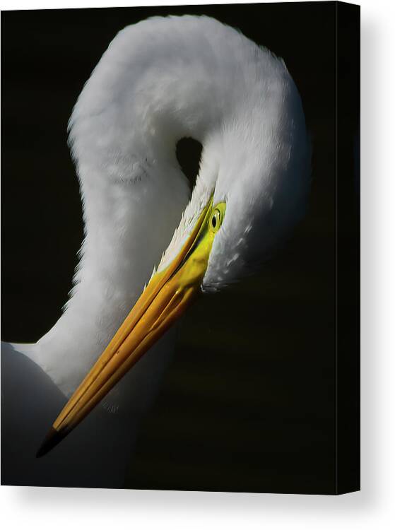 Evergreen Lake Canvas Print featuring the photograph Portrait of a Great Egret by Ray Silva