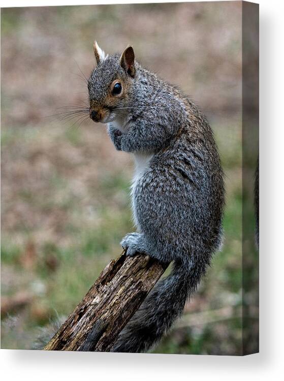 Mammal Canvas Print featuring the photograph Posted by Cathy Kovarik
