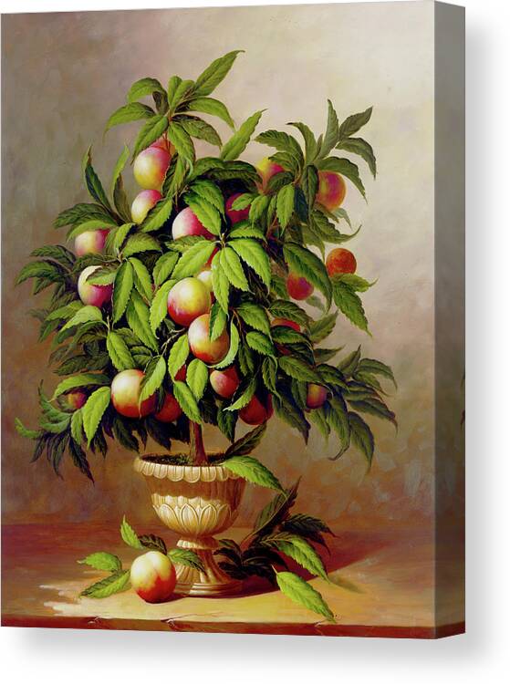 Fruit Canvas Print featuring the painting Potted Peach Tree by Welby