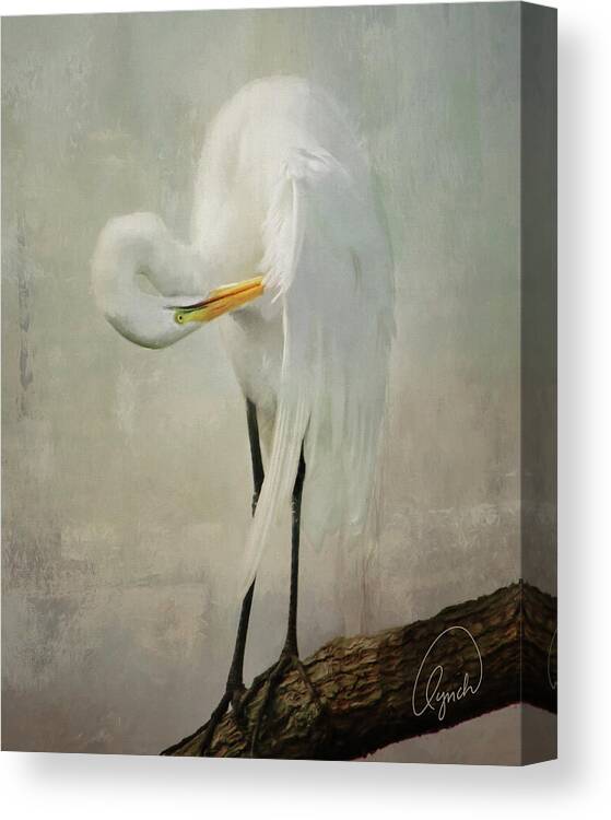 Bird Canvas Print featuring the photograph Preening Egret by Karen Lynch