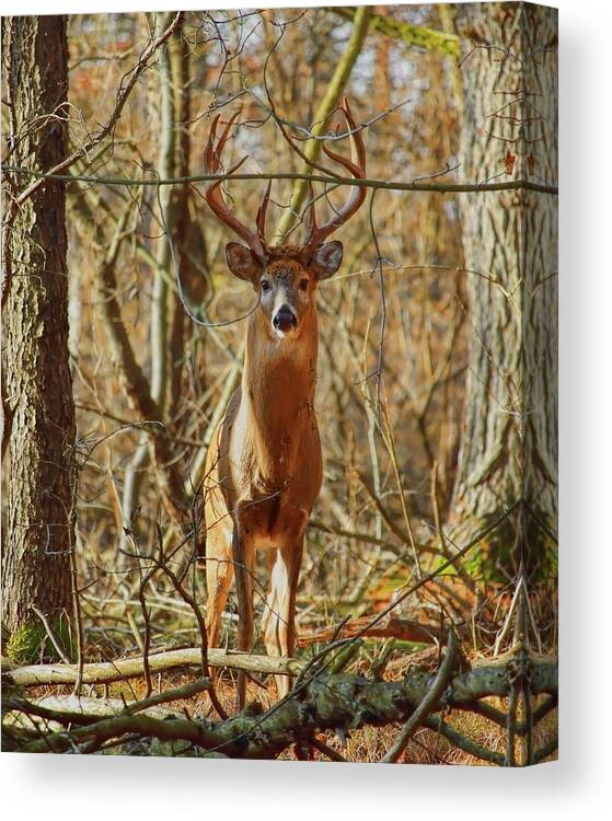 Wildlife Canvas Print featuring the photograph Prince Of The Forest by Dale Kauzlaric