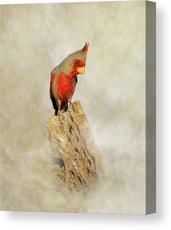 Pyrrhuloxia Canvas Print featuring the photograph Pyrrhuloxia Painterly by Patti Deters
