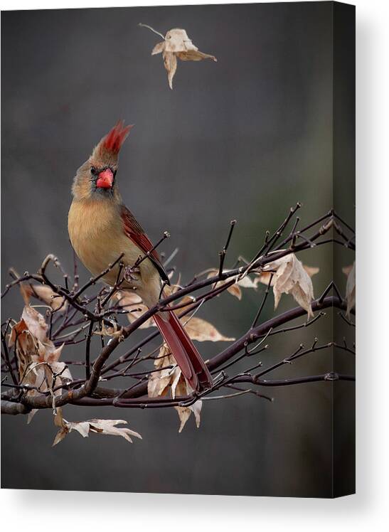 Cardinal Canvas Print featuring the photograph Rainy Day Cardinal by Mindy Musick King