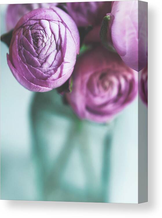 Pink Flowers Canvas Print featuring the photograph Ranunculus Blush by Lupen Grainne