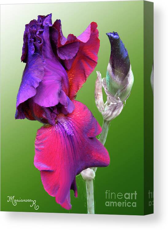 Flora Canvas Print featuring the photograph Red and Purple Iris by Mariarosa Rockefeller