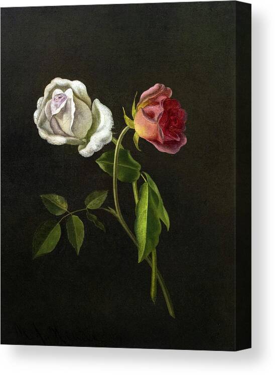 Martin Johnson Heade Canvas Print featuring the painting Red and White Rosebuds on a Branch by Martin Johnson Heade