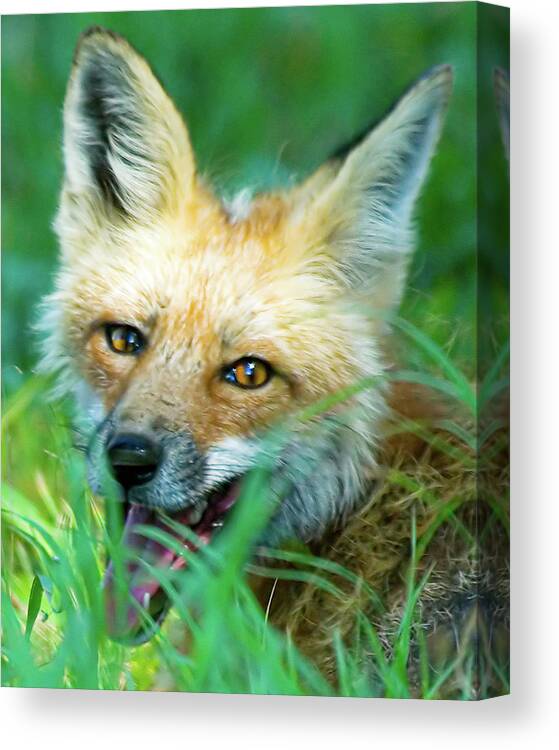 Red Fox Canvas Print featuring the photograph Red Fox by Gary Beeler