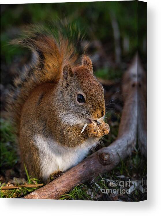 Red Squirrel Canvas Print featuring the photograph Red Squirrel eating Sunflower Seeds by Lorraine Cosgrove