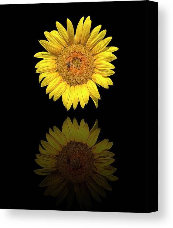 Sunflower Canvas Print featuring the photograph Reflected Sunflower by Bill Barber